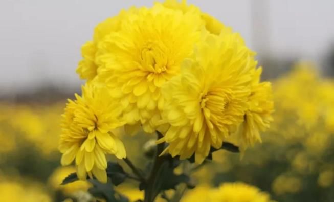 千畝云臺(tái)冰菊盛開，誠邀您蒞臨免費(fèi)參觀！